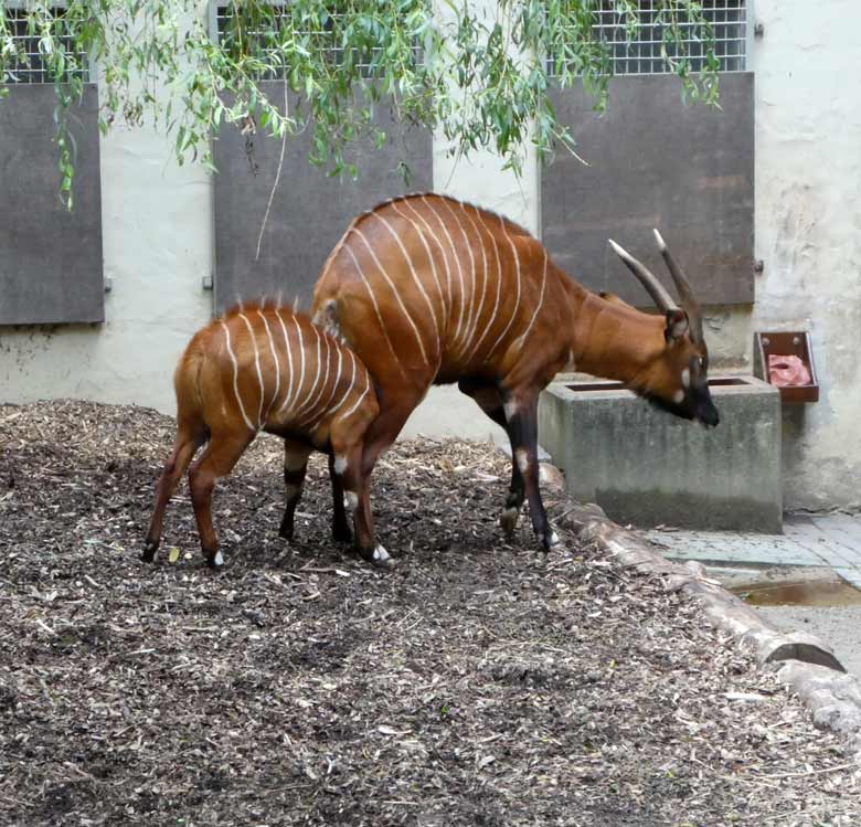Vergeblich versuchte das Bongo-Jungtier am 23. Juli 2017 im Zoo Wuppertal bei der Bongo-Mutter an die Milchdrüsen zu gelangen