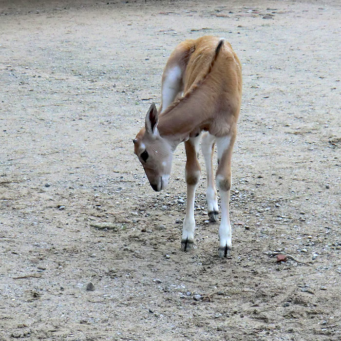 Junge Elenantilope im Wuppertaler Zoo am 14. Januar 2012