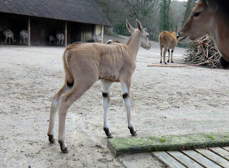 Junge Elenantilope im Wuppertaler Zoo am 14. Januar 2012