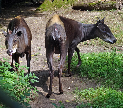 Gelbrückenducker im August 2015 im Zoologischen Garten Wuppertal