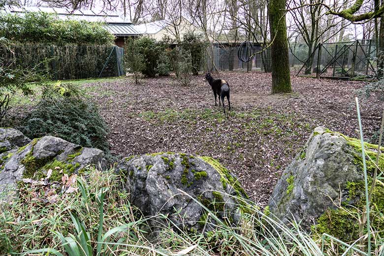 Männlicher Gelbrückenducker HOUDINI am 10. Januar 2023 auf der kleineren Außenanlage am Okapi-Haus im Zoologischen Garten Wuppertal