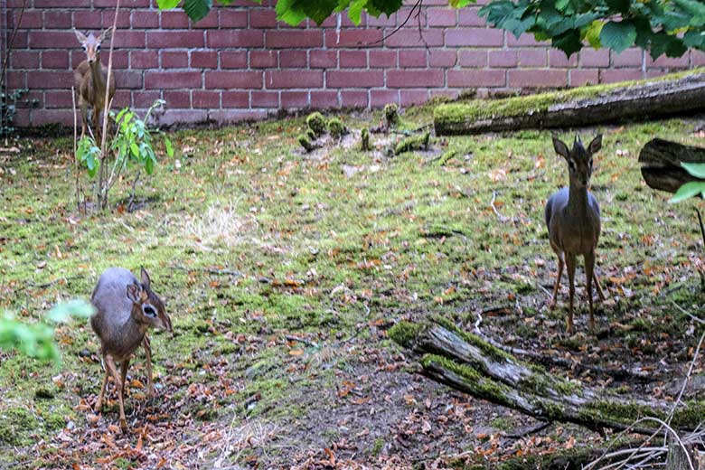 Drei der vier Wuppertaler Kirk-Dikdiks am 16. August 2022 auf der Außenanlage im Wuppertaler Zoo