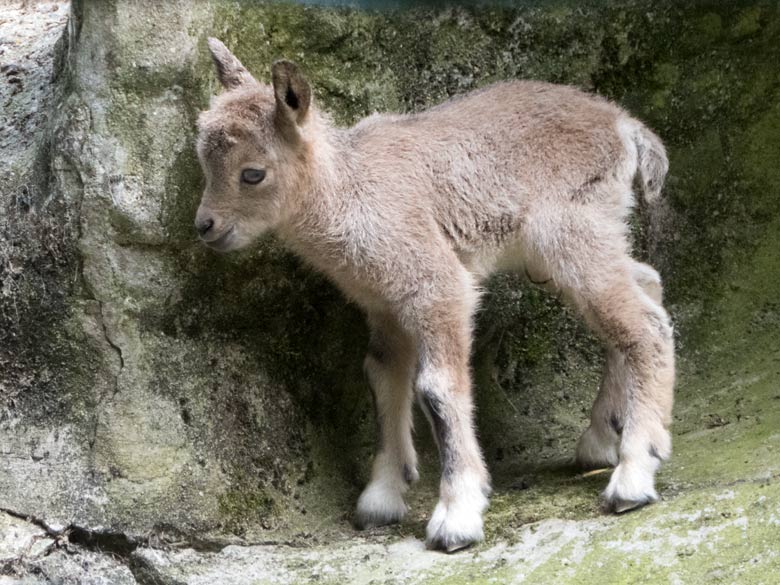 Sibirisches Steinbock-Jungtier an seinem ersten Lebenstag, den 15. Juni 2019, am Steinbockfelsen im Zoologischen Garten der Stadt Wuppertal