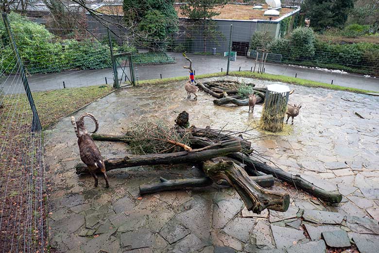 Alle vier Sibirische Steinböcke am 31. Januar 2024 auf der Außenanlage im Zoologischen Garten Wuppertal