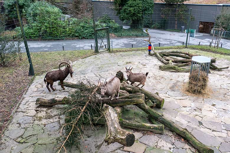 Sibirische Steinböcke am 31. Januar 2024 auf der Außenanlage im Grünen Zoo Wuppertal