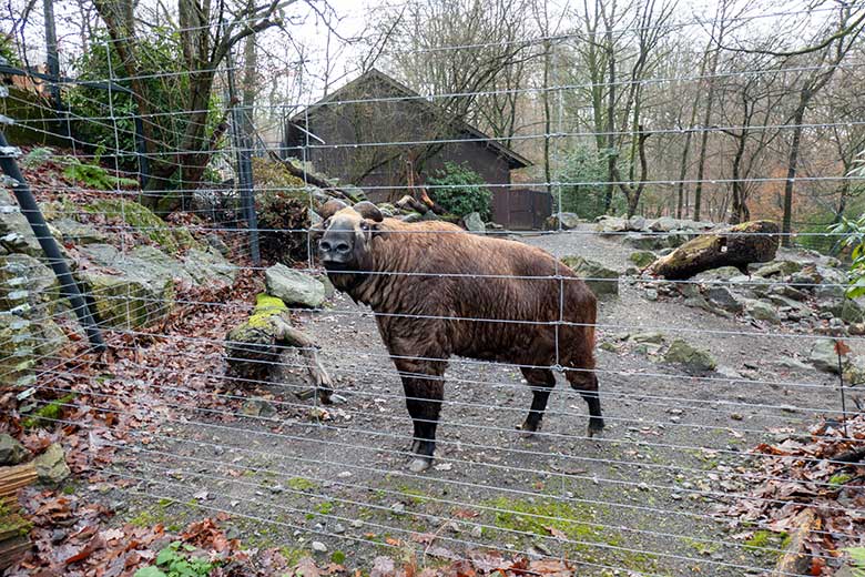 Mishmi-Takin-Kuh MINJA am 15. Dezember 2023 auf der unteren Außenanlage im Grünen Zoo Wuppertal