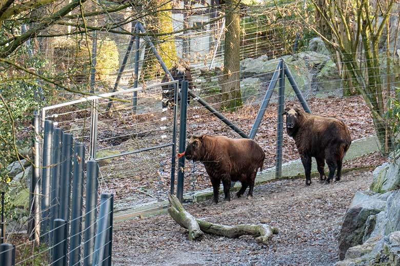 Mishmi-Takin-Kühe KARUNA und TASHI am 8. Januar 2024 auf der größeren Erweiterungsanlage im Wuppertaler Zoo