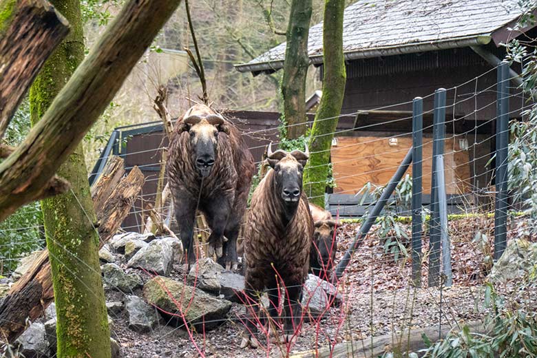 Mishmi-Takin-Kühe MINJA, TASHI und KARUNA am 19. Februar 2024 auf der Erweiterungs-Anlage im Zoologischen Garten der Stadt Wuppertal
