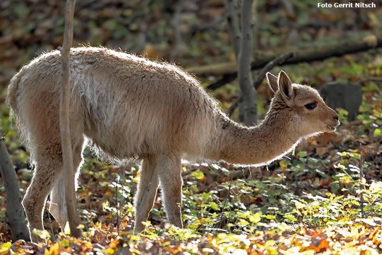 Vikunja-Jungtier am 29. Oktober 2019 im sogenannten Milu-Wald im Zoologischen Garten Wuppertal (Foto Gerrit Nitsch)