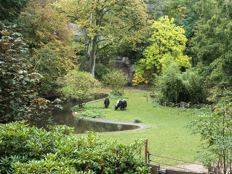 Haus-Yak-Kuh JAMYANG und Haus-Yak-Bulle JAMY am 3. Oktober 2019 auf der Außenanlage im Grünen Zoo Wuppertal