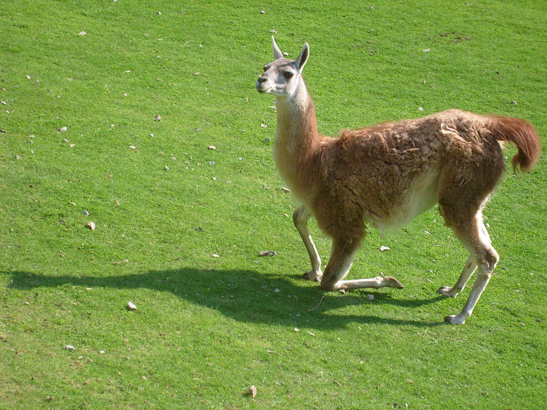 Guanako im Zoo Wuppertal im August 2008