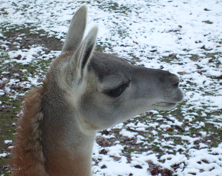 Guanako im Zoo Wuppertal im November 2008