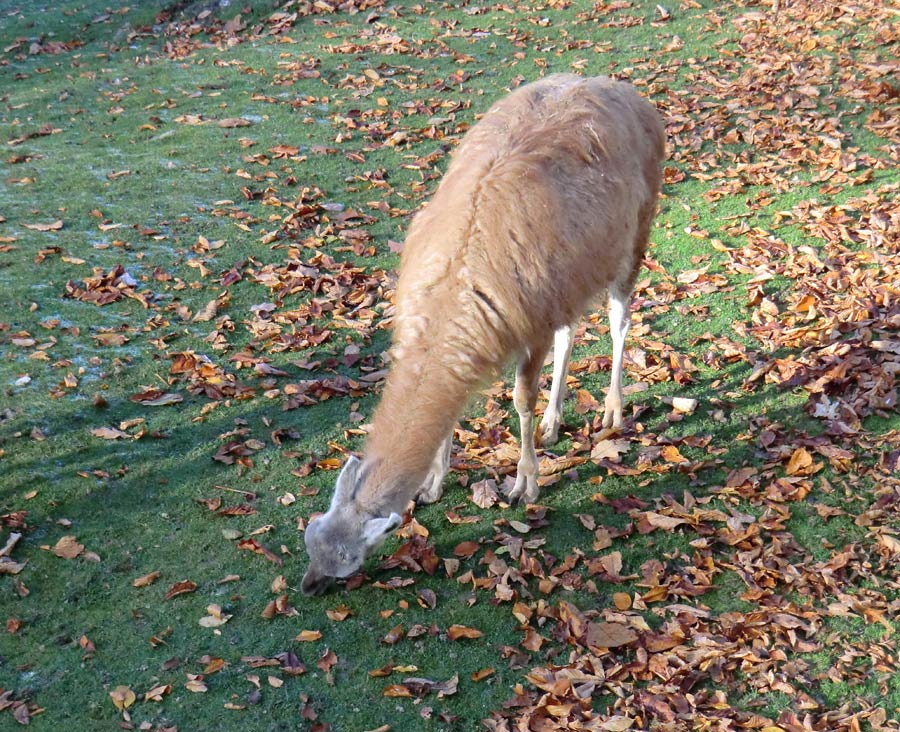 Guanako im Zoologischen Garten Wuppertal im Oktober 2012