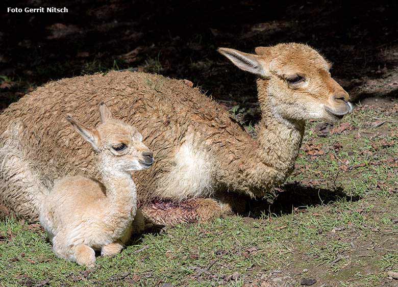 Vikunja-Jungtier mit Vikunja-Mutter am 6. August 2017 auf der Patagonien-Anlage im Wuppertaler Zoo (Foto Gerrit Nitsch)