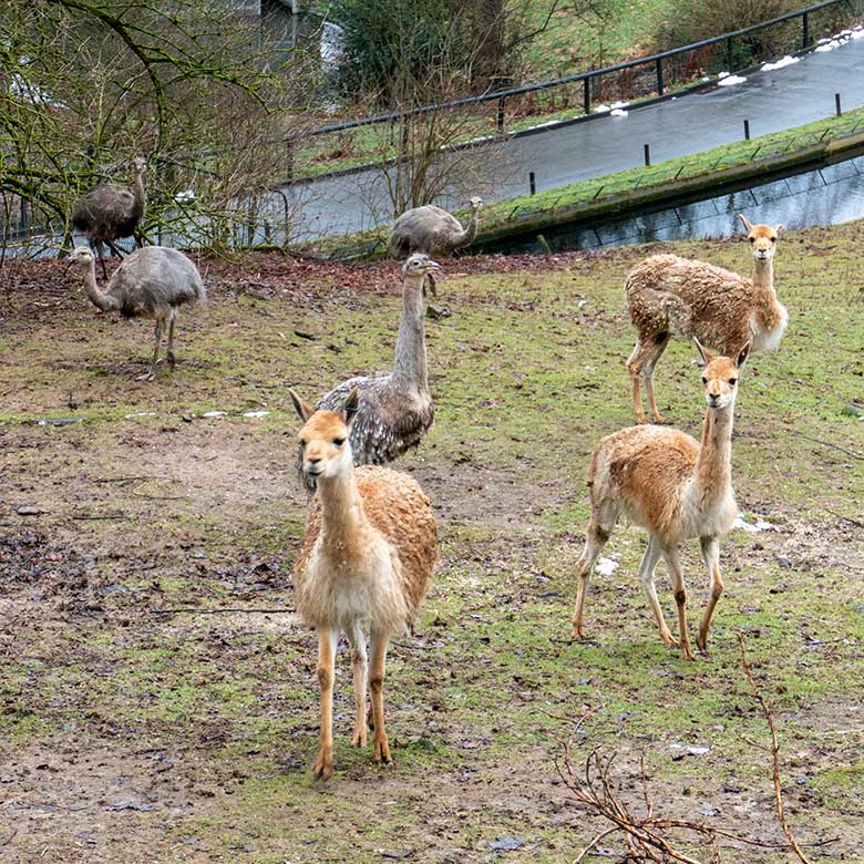 Drei Vikunjas und vier Darwin-Nandus am 27. Januar 2023 auf der Patagonien-Anlage im Grünen Zoo Wuppertal
