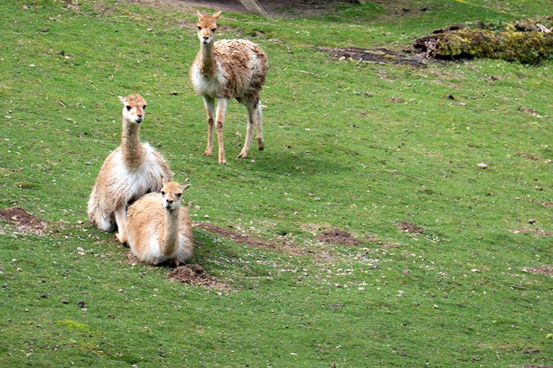 Vikunja-Paarung am 9. Mai 2023 auf der Patagonien-Anlage im Wuppertaler Zoo