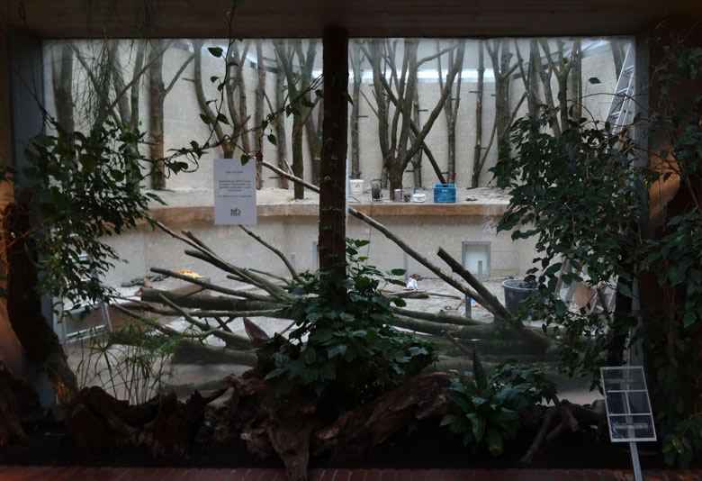 Neugestaltung des Geheges für die Klammerafffen am 3. Februar 2017 im Affenhaus im Grünen Zoo Wuppertal
