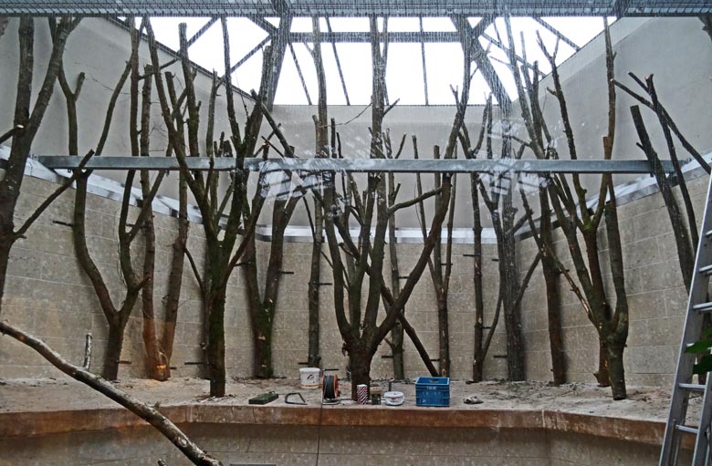Neugestaltung des Geheges für die Klammerafffen am 3. Februar 2017 im Affenhaus im Zoologischen Garten der Stadt Wuppertal