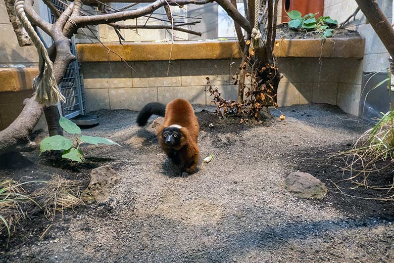 Neuer weiblicher Roter Vari am 13. Januar 2024 im Innengehege im Affen-Haus im Grünen Zoo Wuppertal