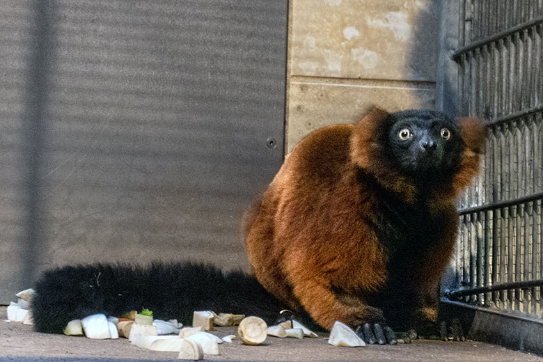 Neuer weiblicher Roter Vari am 13. Januar 2024 im Innengehege im Affen-Haus im Wuppertaler Zoo