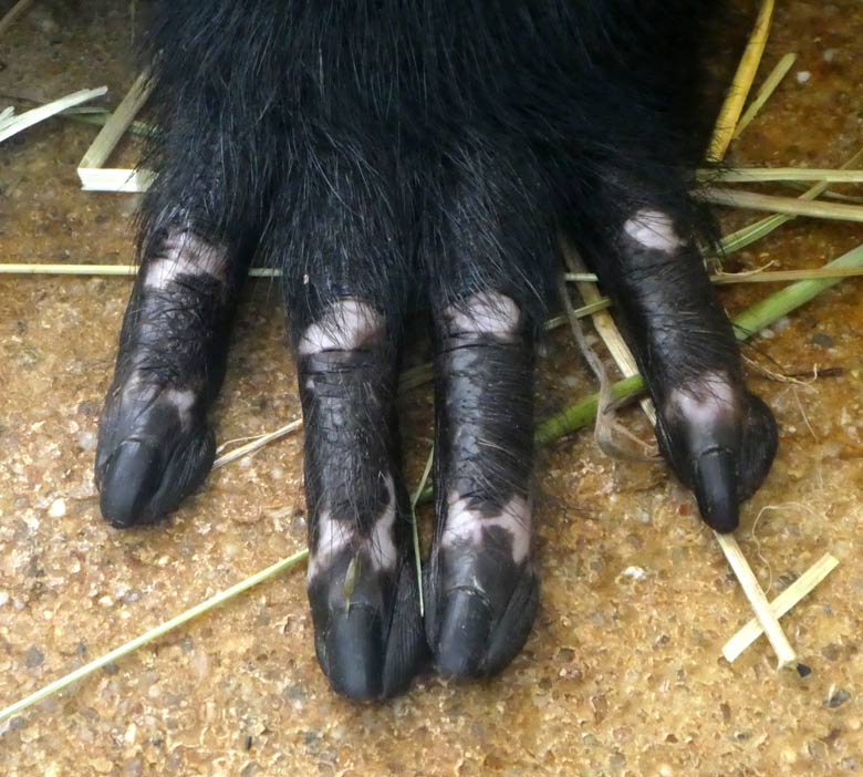Hand eines Bartaffen am 21. Juli 2017 im Innengehege im Affenhaus im Wuppertaler Zoo