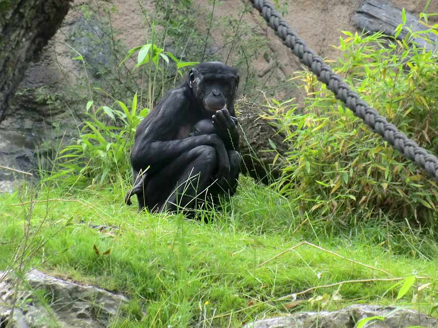 Bonobo im Zoo Wuppertal im Juni 2014