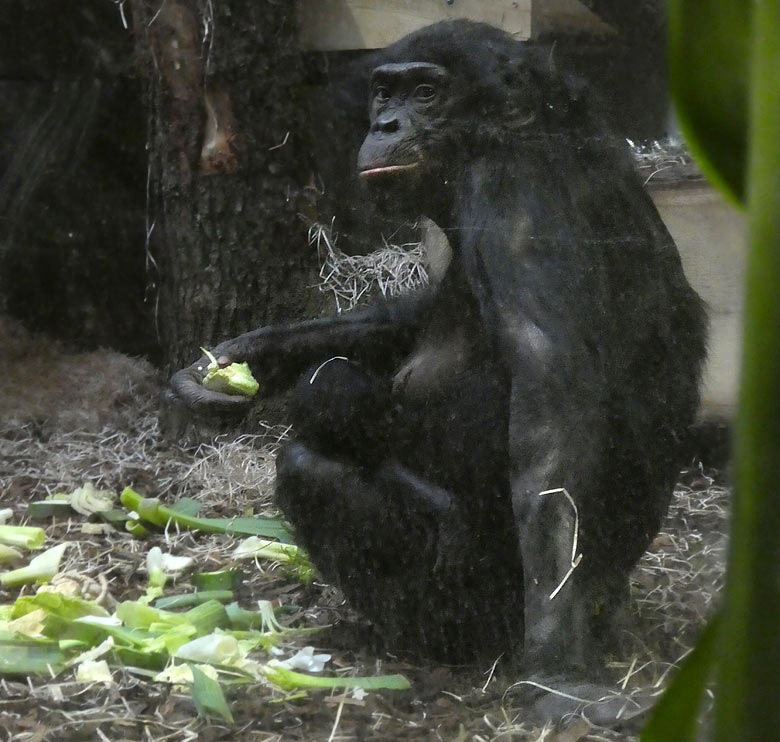 Bonobo-Mutter EJA mit Bonobo-Jungtier am 10. Juli 2017 im Innengehege im Menschenaffenhaus im Grünen Zoo Wuppertal