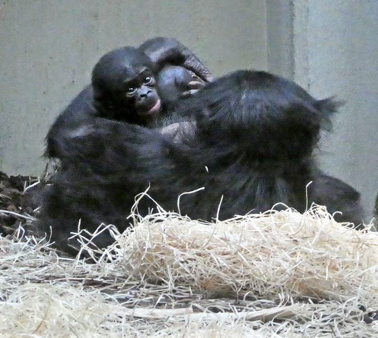 Bonobo-Mutter EJA mit Jungtier am 16. Juli 2017 im Innen-Gehege im Menschenaffenhaus im Wuppertaler Zoo