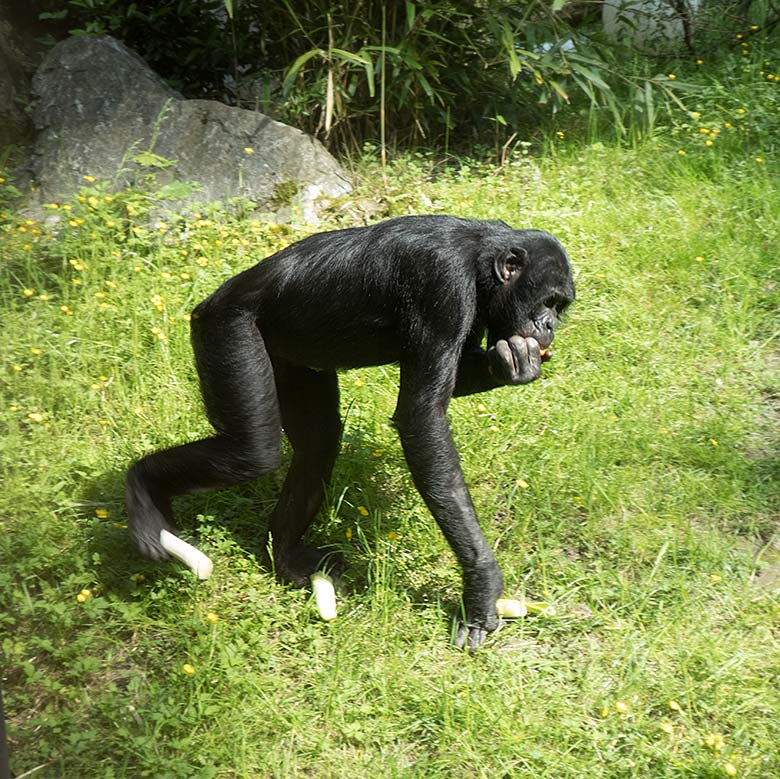 Bonobo-Männchen BILI am 1. Juni 2019 auf der Außenanlage am Menschenaffen-Haus im Zoologischen Garten Wuppertal