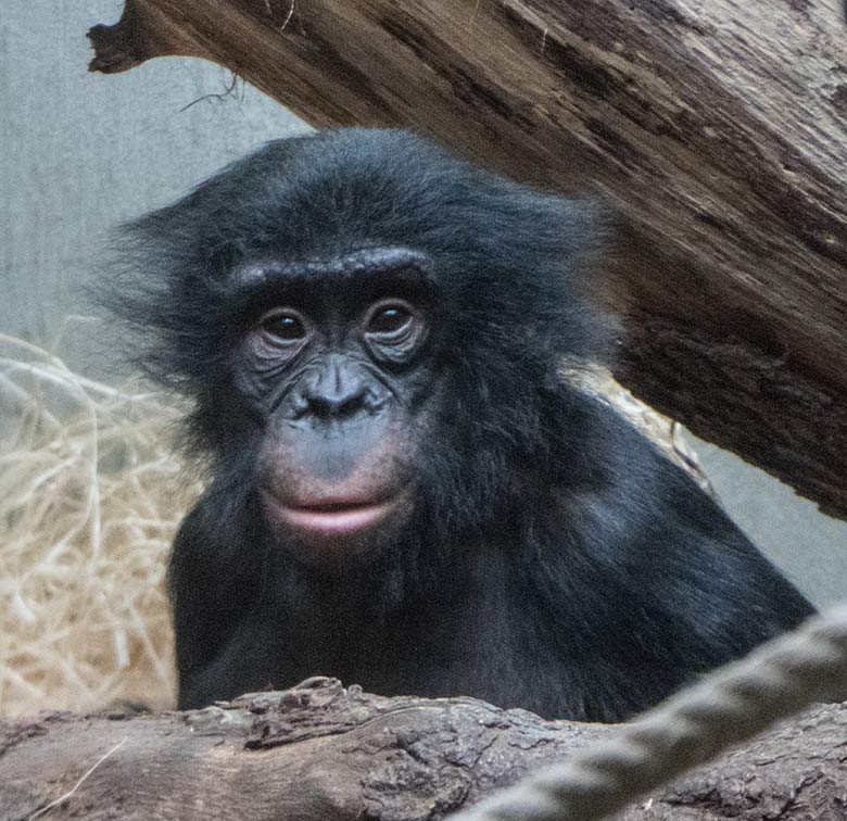 Bonobo-Jungtier AYUBU am 6. Januar 2020 im Menschenaffen-Haus im Zoologischen Garten der Stadt Wuppertal
