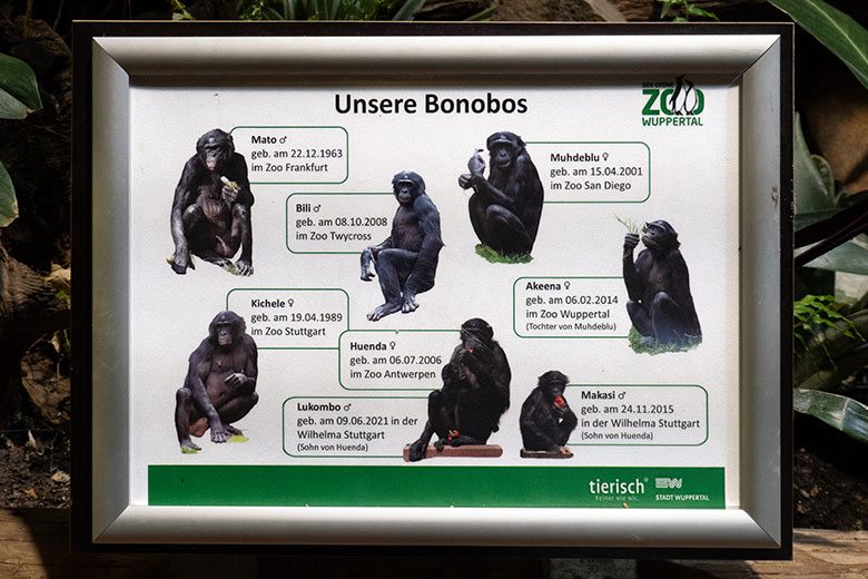 Information 'Unsere Bonobos' am 22. Dezember 2023 im Menschenaffen-Haus im Zoologischen Garten der StadtWuppertal