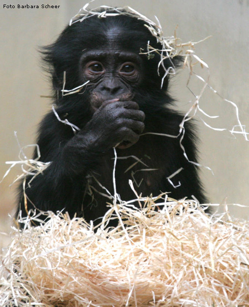 Bonobo-Baby im Wuppertaler Zoo (Foto Barbara Scheer)