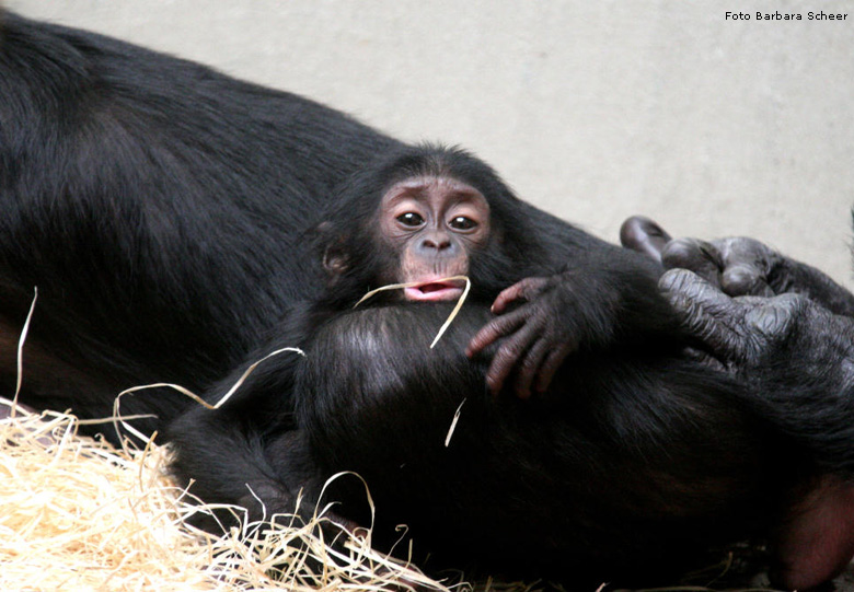 Bonobo-Baby im Zoologischen Garten Wuppertal (Foto Barbara Scheer)