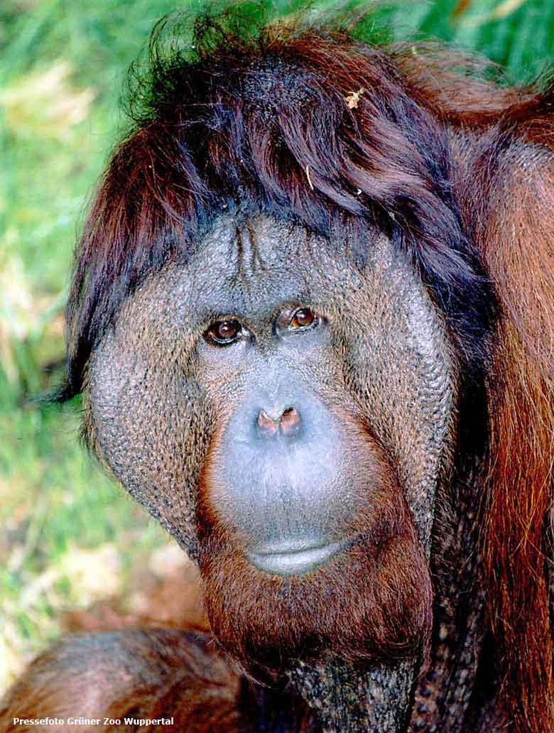 Pressefoto: Orang-Utan Männchen Vedjar im Jahr 2004 auf der Außenanlage im Zoologischen Garten der Stadt Wuppertal (Pressefoto Grüner Zoo Wuppertal)