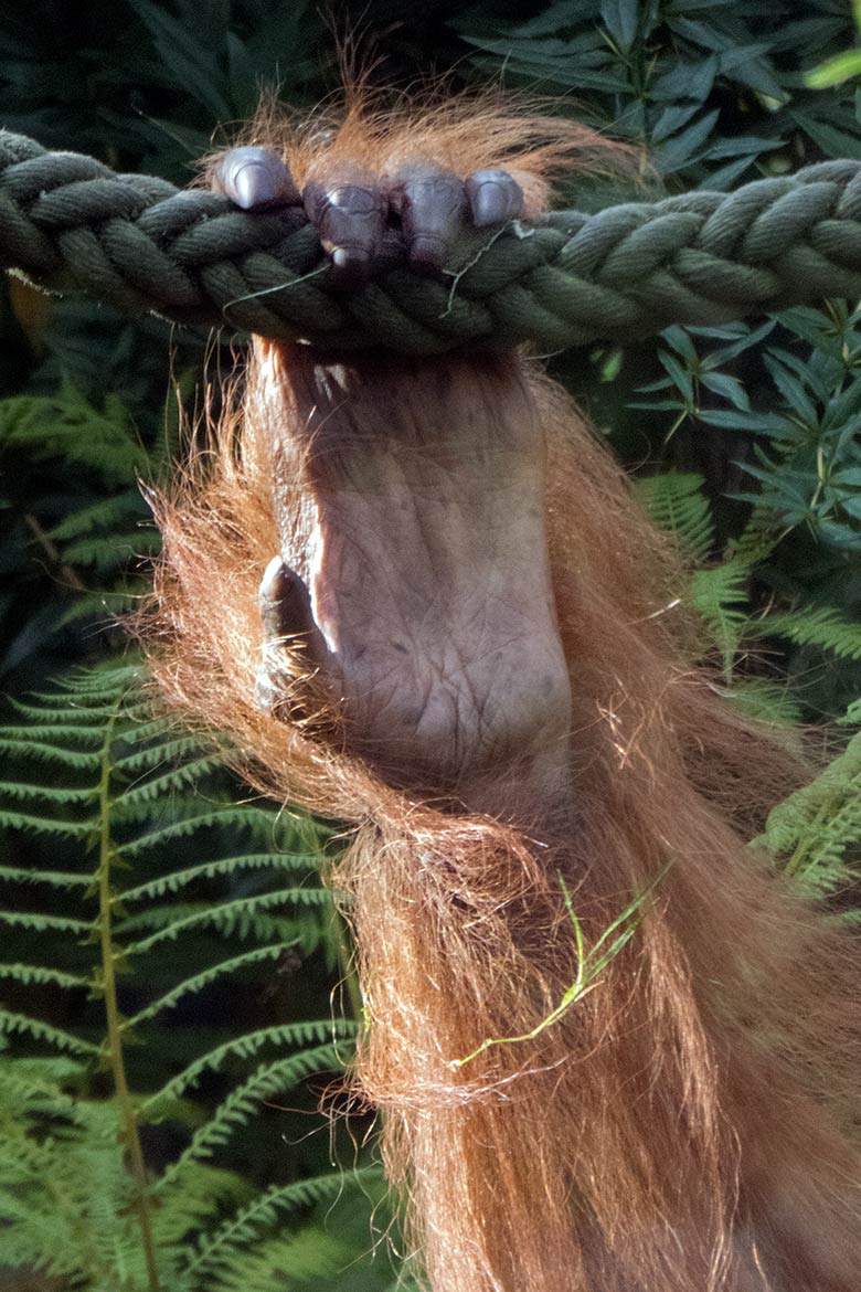 Linke Hand des Orang-Utan Weibchen JAKOWINA am 25. Oktober 2019 auf der Außenanlage im Wuppertaler Zoo