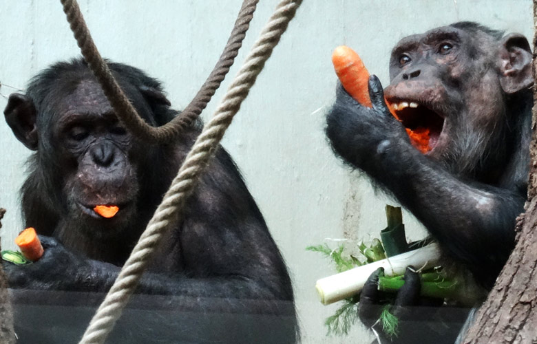 Schimpanse EPULU und Schimpansin KITOTO am 12. März 2017 im Menschenaffenhaus im Zoo Wuppertal