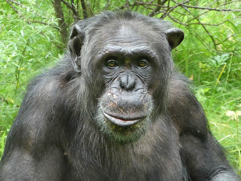 Schimpanse EPULU am 16. Juli 2017 auf der Außenanlage am Menschenaffenhaus im Grünen Zoo Wuppertal