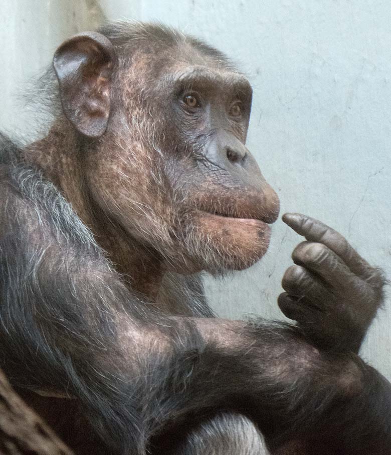 Schimpansin KITOTO am 23. Juni 2019 im Menschenaffen-Haus im Zoo Wuppertal