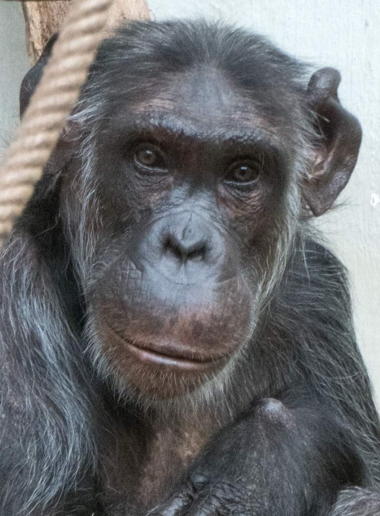 Schimpansin KITOTO am 29. September 2019 im Menschenaffen-Haus im Grünen Zoo Wuppertal