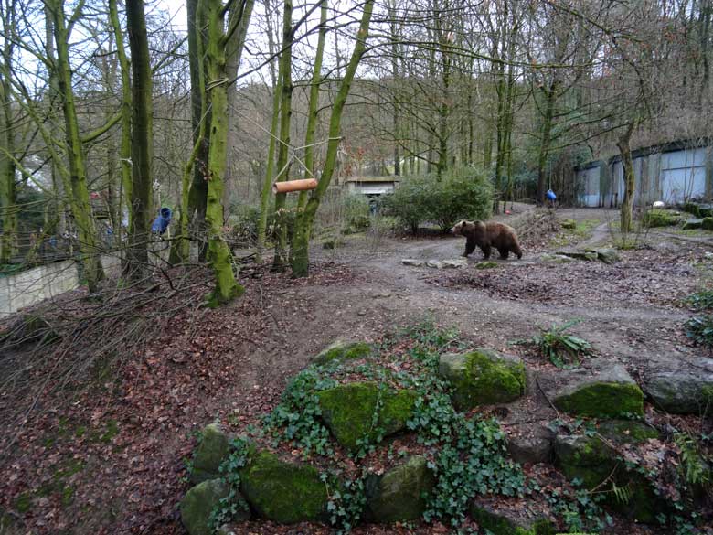 Braunbärin SIDDY am 5. Februar 2017 auf der Braunbärenanlage im Wuppertaler Zoo