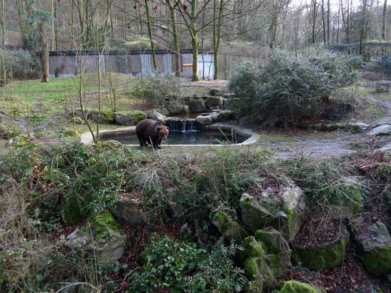 Braunbärin mit Knick-Öhrchen am 10. März 2017 auf der Außenanlage für Braunbären im Zoologischen Garten Wuppertal