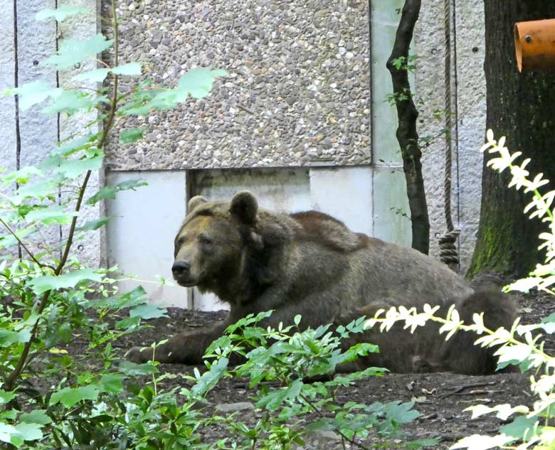 Braunbärin SIDDY am 27. Juli 2017 vormittags auf der Außenanlage für Braunbären im Wuppertaler Zoo