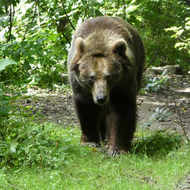Braunbärin SIDDY am 27. Juli 2017 vormittags auf der Außenanlage für Braunbären im Grünen Zoo Wuppertal
