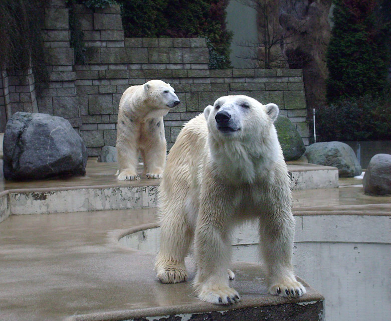 Eisbärin Jerka und Eisbär Lars im Zoologischen Garten Wuppertal am 31. Dezember 2009