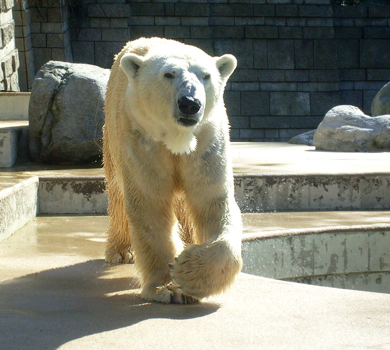 Eisbär Lars im Zoologischen Garten Wuppertal am 6. April 2010