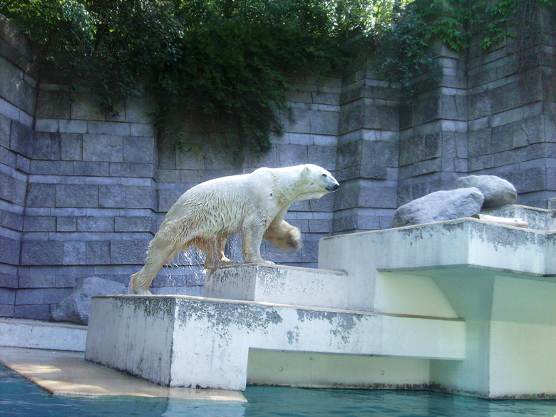 Eisbär Lars im Zoologischen Garten Wuppertal am 7. August 2010