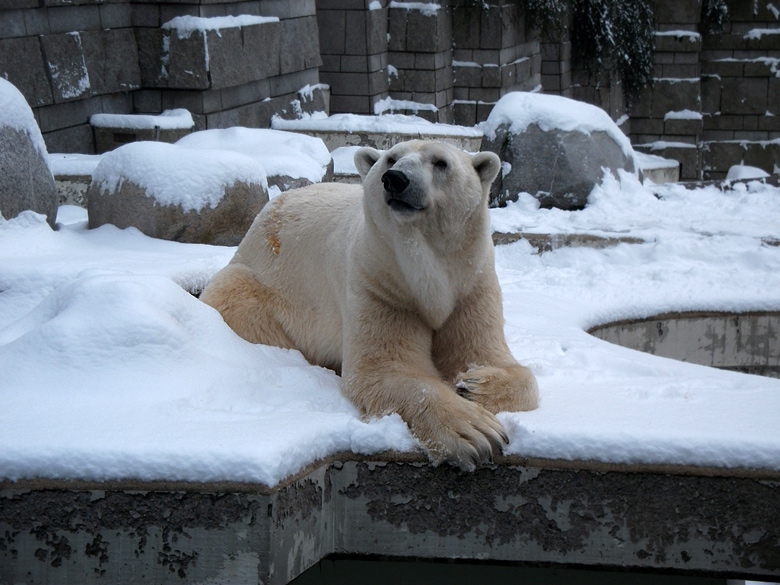 Eisbär Lars im Zoo Wuppertal am 14. Dezember 2010