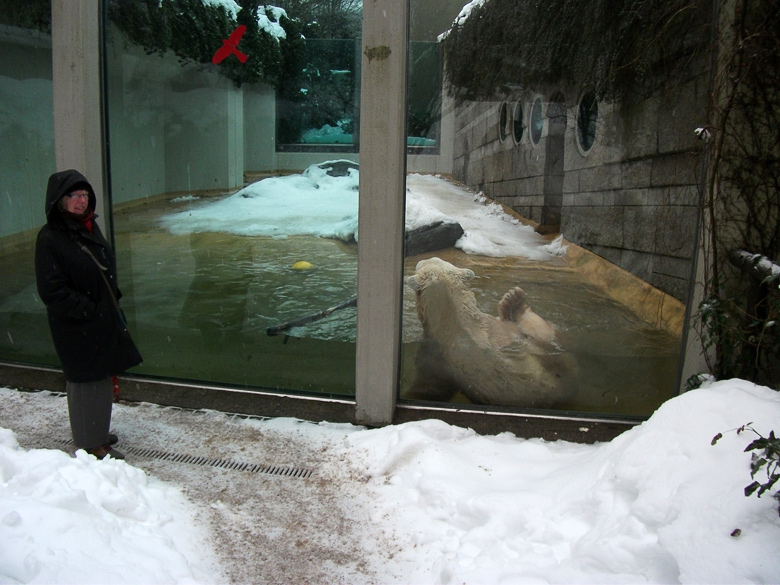 Eisbär Lars im Zoologischen Garten Wuppertal am 23. Dezember 2010