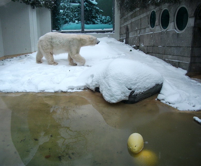 Eisbärin Vilma im Zoologischen Garten Wuppertal am 24. Dezember 2010
