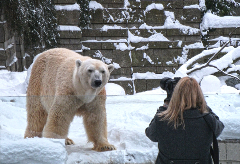 Eisbär Lars im Zoo Wuppertal am 28. Dezember 2010